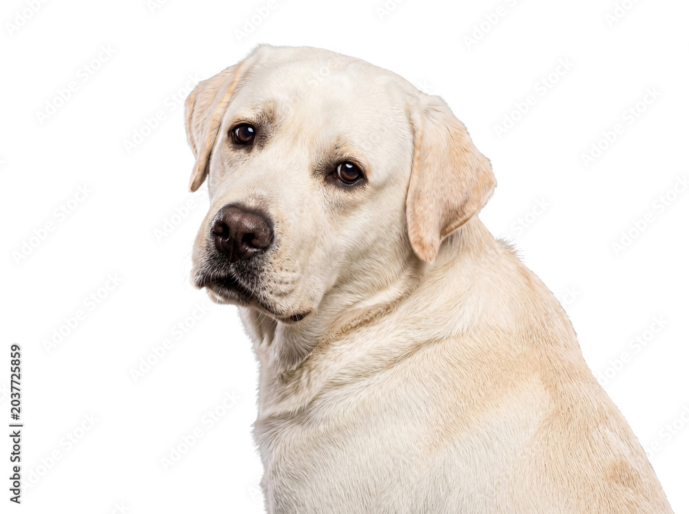 Obraz premium Cream colored Labrador Retriever dog with gentle eyes and soft fur, close up portrait on transparent background.