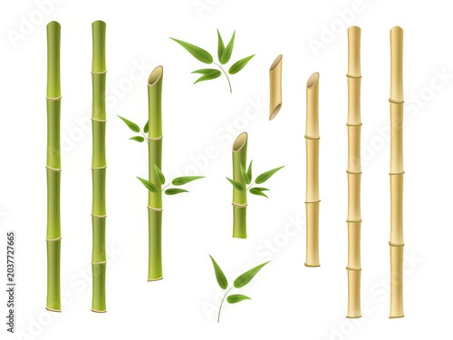 Realistic Green and Yellow Bamboo Stems and Leaves Set Isolated on White Background for De