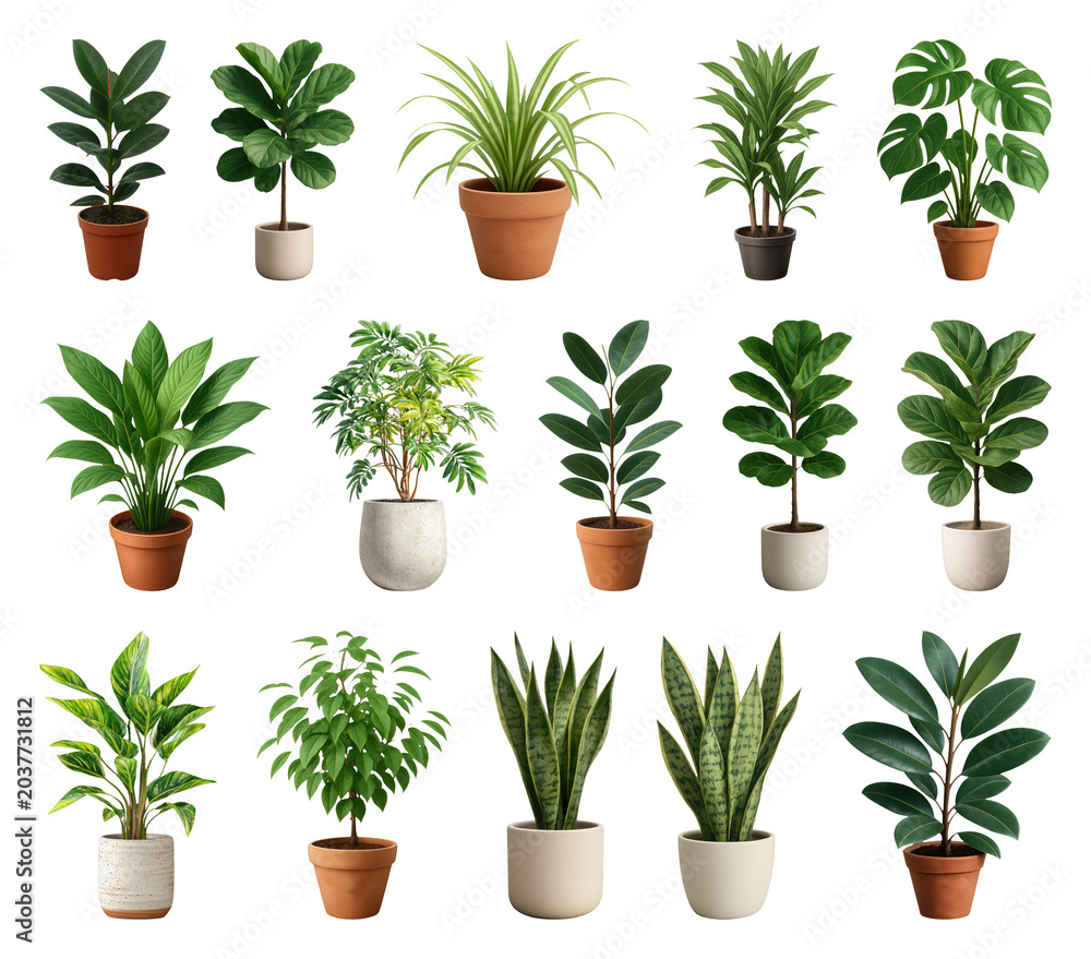 Fototapeta premium PNG Diverse potted plants collection displayed on transparent background