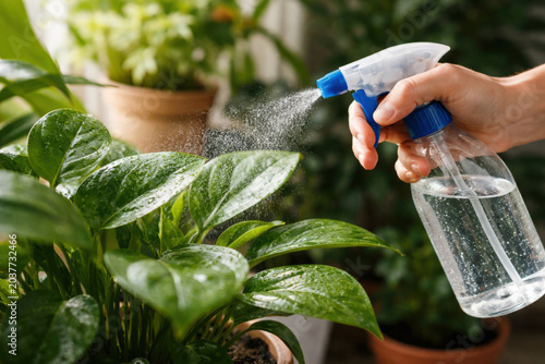 Close-up of misting houseplant leaves, symbolizing plant maintenance, freshness, and indoor gardening.