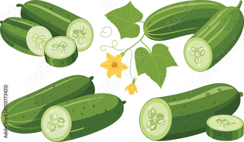 Fresh green cucumber vegetable set with sliced pieces leaves and yellow flower illustration