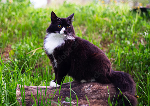 Black and white fluffy cat sitting on a log outdoors