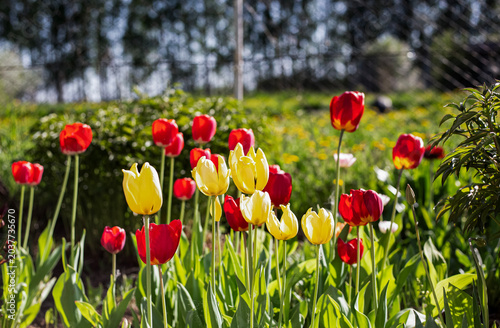 Vibrant red and yellow tulips in a sunlit spring garden