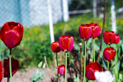 Vibrant red tulips blooming in a spring garden