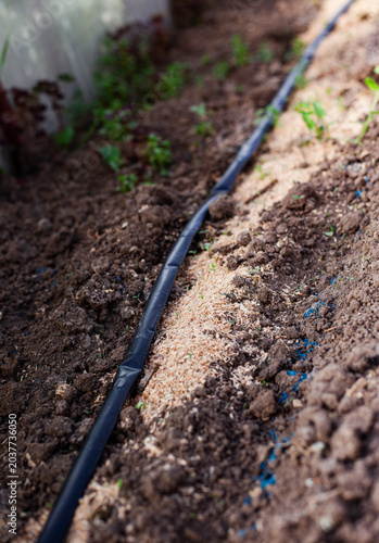 Drip irrigation hose in a vegetable garden bed