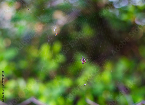 Small spider sitting on a delicate web in a green garden