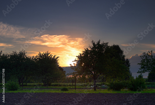 Golden sunset behind silhouette trees in a rural garden