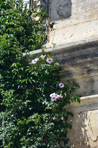 Foto Una enredadera que trepa por una pared antigua en Tavira, Algarve, Portugal