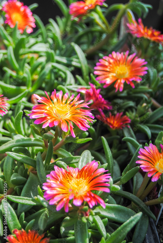 Fototapeta premium Ice Plant