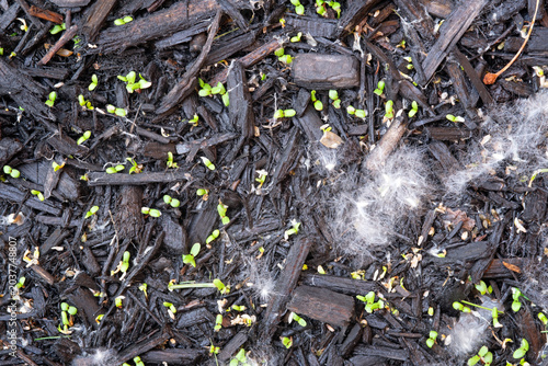 Cottonwood Tree Seedlings in Mulch 