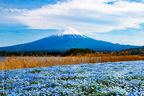 Nemophila flowers in full bloom at Oishi Park in Lake Kawaguchi, Japan, with majestic Mt. Fuji in the background.