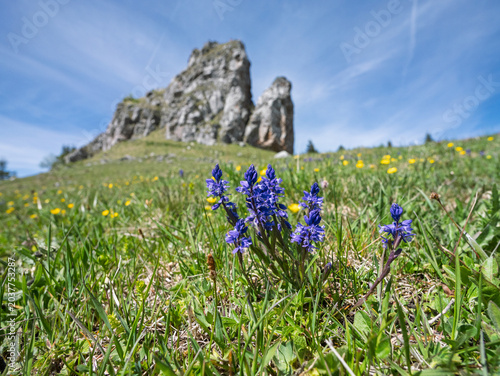 Mountain Milkwort Flowers with Kralova Skala in Velka Fatra Nationa Park, Slovakia