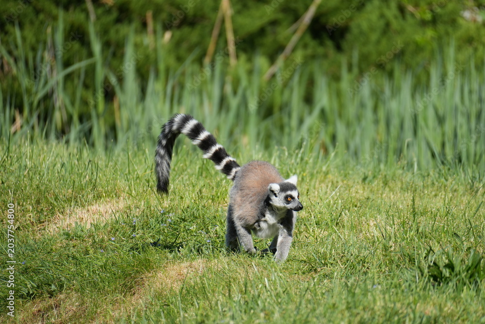 Naklejka premium Ring-tailed lemur walking on green grass, lemur catta with long striped tail up