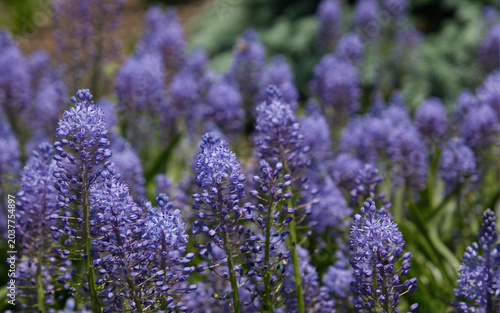 Fotografia Beautiful purple scilla litardierei flowers blooming in spring garden, amethyst