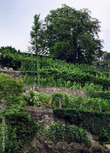 Dense vegetation in the city park. Trees, shrubs and flowers on the background of stone and brick walls. Selective focus