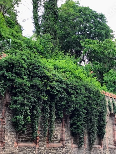 Dense vegetation in the city park. Trees, shrubs and flowers on the background of stone and brick walls. Selective focus