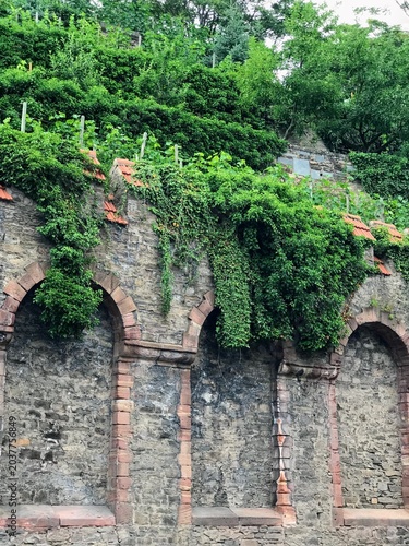 Dense vegetation in the city park. Trees, shrubs and flowers on the background of stone and brick walls. Selective focus