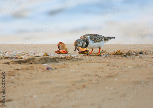 Quadro su tela Ruddy Turnstone (Arenaria interpres) in winter plumage gutting mollusks on the sand