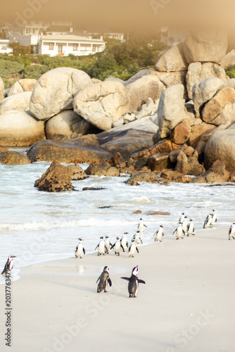 Принти на полотні Penguin colony and granite boulders on Boulders Beach