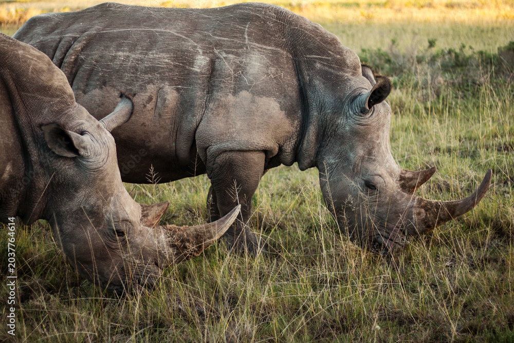 Fototapeta premium Two white rhinos grazing together in a South African reserve