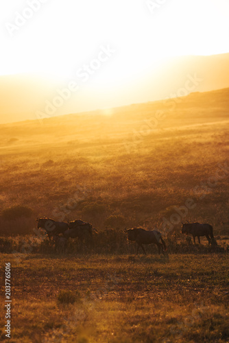 Tableau sur toile Wildlife silhouettes on golden South African savanna at sunset