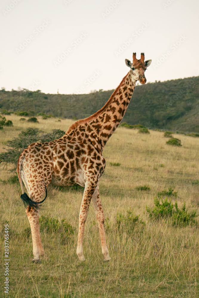 Obraz premium Giraffe standing in open South African grassland