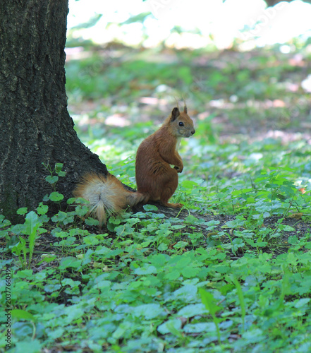  cute squirrel wondering where to go