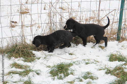 Funny puppies are looking for a way out through a fence
