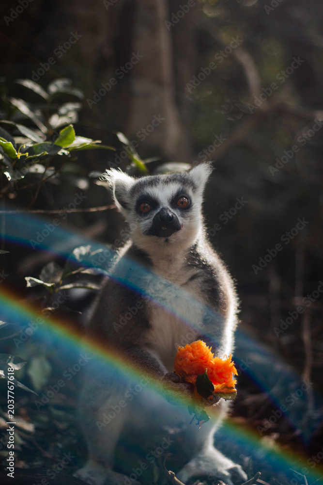 Obraz premium Ring-tailed lemur holding fruit in a forest sanctuary