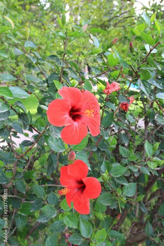 an original exotic flower during the spring flowering period