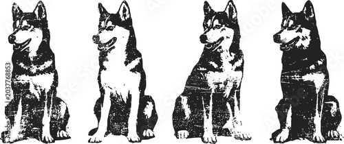 four siberian huskies sitting in a row looking to the side black and white dog pack with thick fur