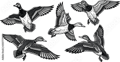 Quadro su tela Flying Duck Silhouette Collection with Wild Waterfowl Wildlife Poses and Nature