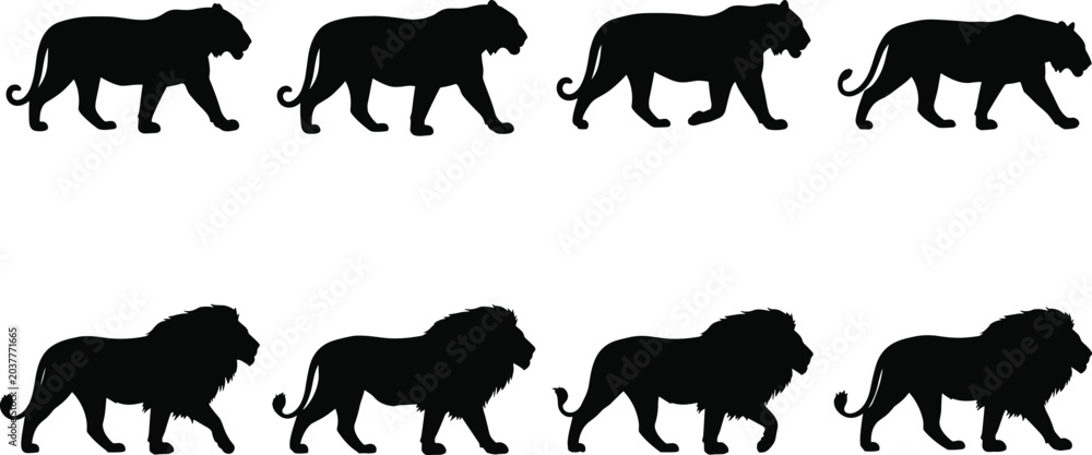 Obraz premium Minimalist black silhouettes of lions and tigers showcasing mane and body differences for wildlife vector design and commercial graphic collection