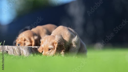 Cute golden cocker spaniel puppy playing on green grass outdoors in 4K