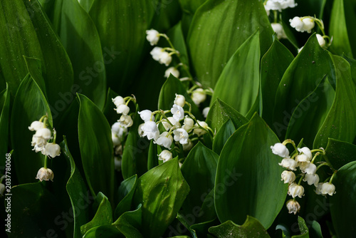 Bild auf Leinwand Lily of the Valley (Convallaria majalis) on Freundschaftsinsel Potsdam, Germany
