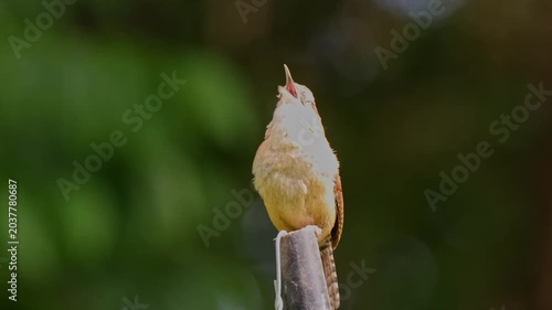 Carolina wren brown warbler chirping loudly. 