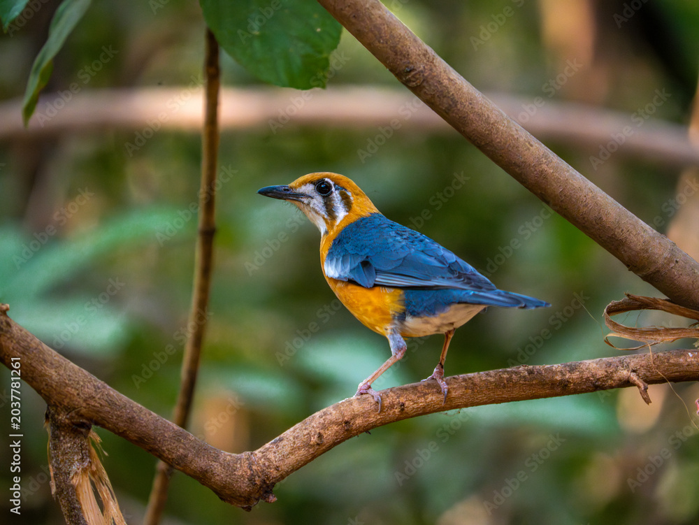Obraz premium Orange headed thrush perched on a forest branch with vibrant orange plumage and soft natural light.