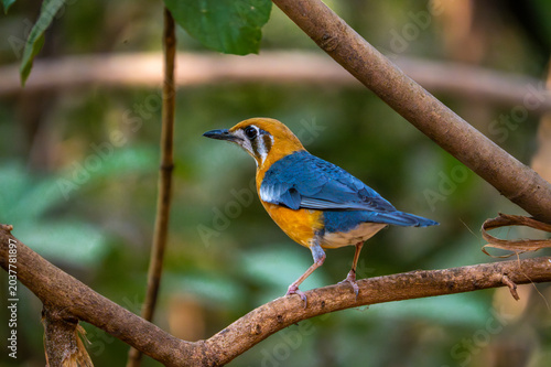 Orange headed thrush perched on a forest branch with vibrant orange plumage and soft natural light.