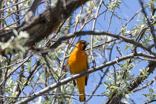 Foto Bullock’s oriole perched among spring tree branches in eastern Montana