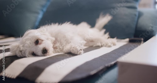 Adorable small white dog sleeping peacefully on a striped bed with colorful cushions in the background, exuding warmth and tranquility in a cozy home setting