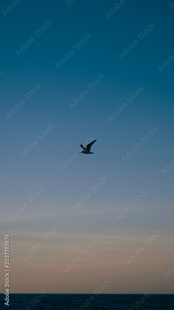 Fototapeta premium Seagull flying at sunset 