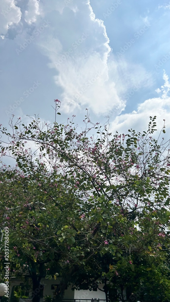 Fototapeta premium clouds and trees