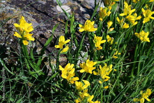 Yellow winged broom plant in the Pilat Regional Natural Park, Loire, Veranne commune on May 28, 2026.