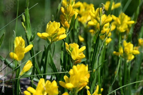 Yellow winged broom plant in the Pilat Regional Natural Park, Loire, Veranne commune on May 28, 2026.