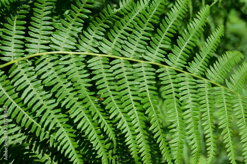 Fern plant in the Pilat Regional Natural Park, Loire, Veranne commune on May 28, 2026.