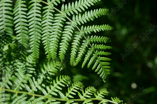 Fern plant in the Pilat Regional Natural Park, Loire, Veranne commune on May 28, 2026.