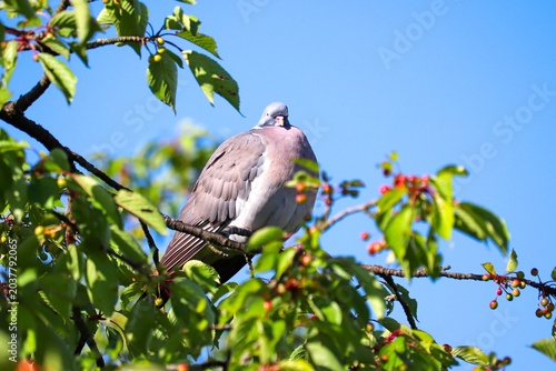 Taube sitzt im Kirschbaum
