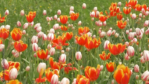 Colorful Orange and White Tulips Blooming in Spring Garden Flower Bed