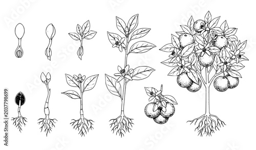 Bilde på lerret Flowering Plant Growth Stages Illustration with Root Stem Leaves Bloom and Botan