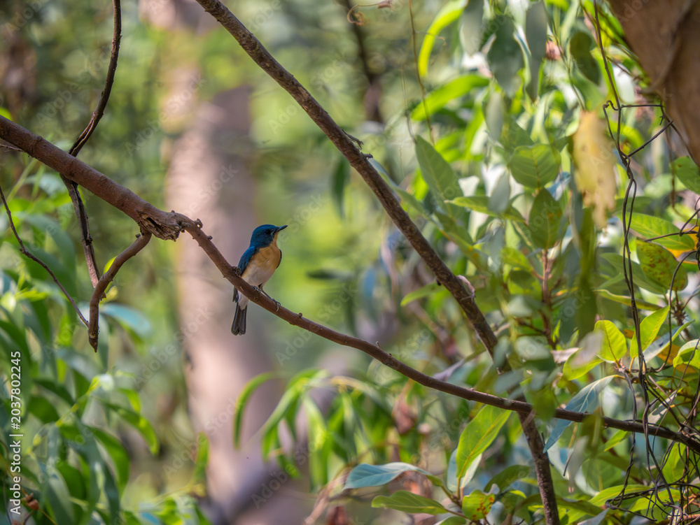Fototapeta premium Ashy prinia perched on a grass stem in natural habitat with soft gray plumage and delicate feather details.
